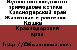 Куплю шотландского прямоухова котика - Краснодарский край Животные и растения » Кошки   . Краснодарский край